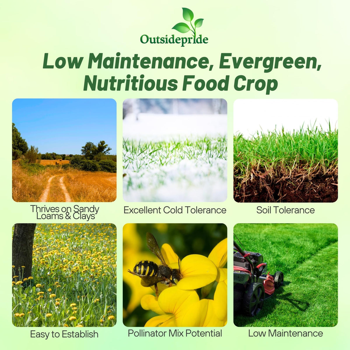 Outsidepride nitrocoated Birdsfoot Trefoil seeds for faster establishment in pastures.