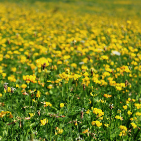 Outsidepride winter-hardy Birdsfoot Trefoil supports mixed grasses and forage.