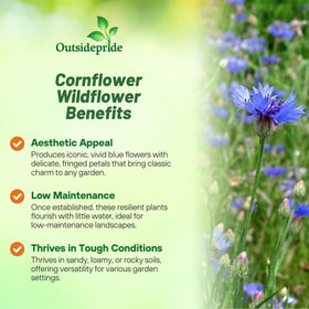 Outsidepride blue cornflower border display with tall airy blooms