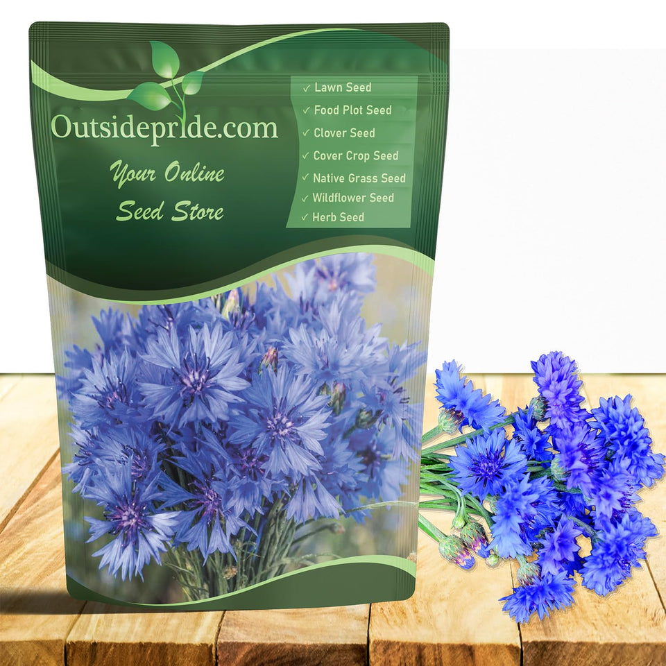 Outsidepride blue cornflower blooms add vibrant color to borders and bouquets