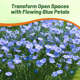 Outsidepride flax seeds offer compact growth for small gardens.
