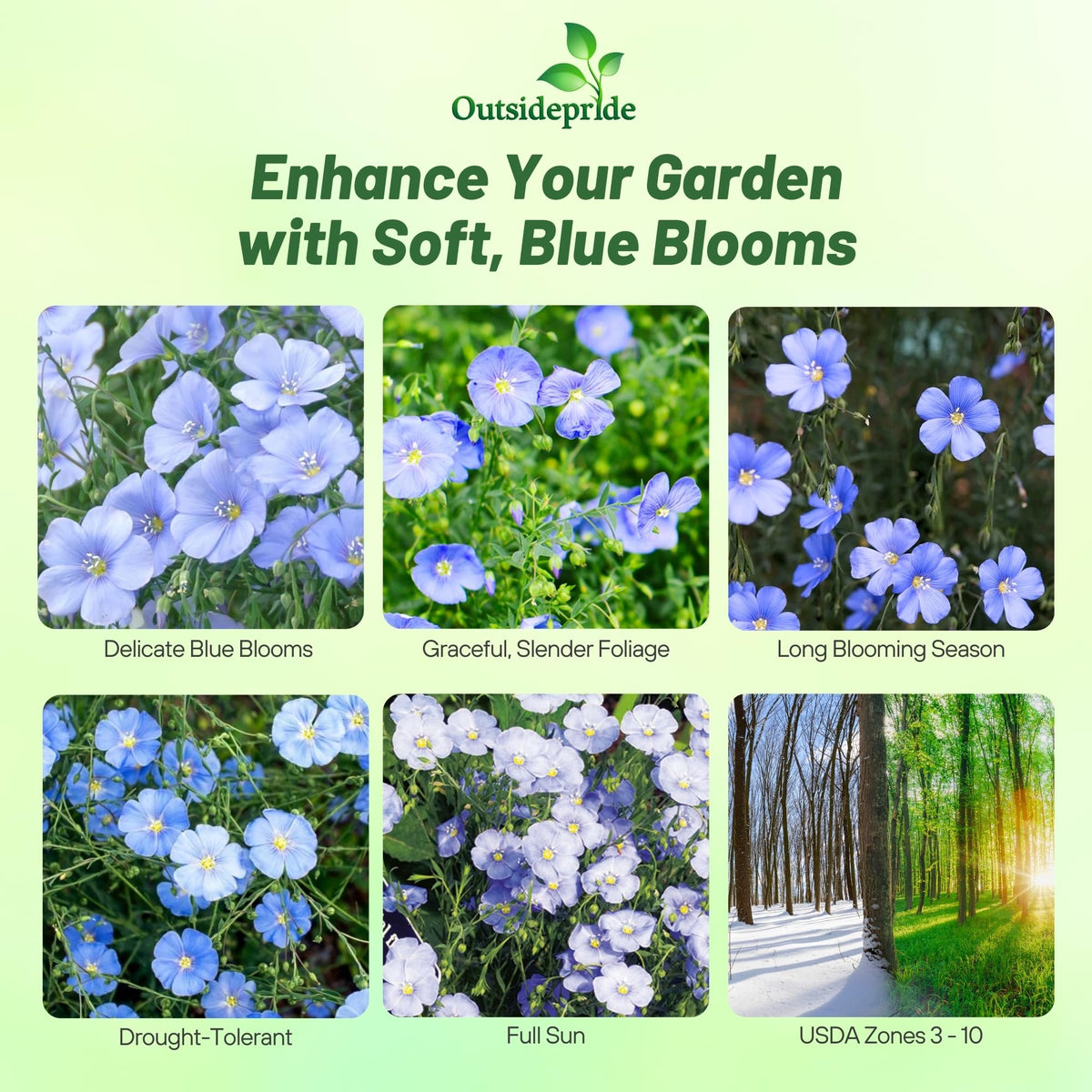 Outsidepride Blue Flax Seeds create a meadow-like drift with long bloom.