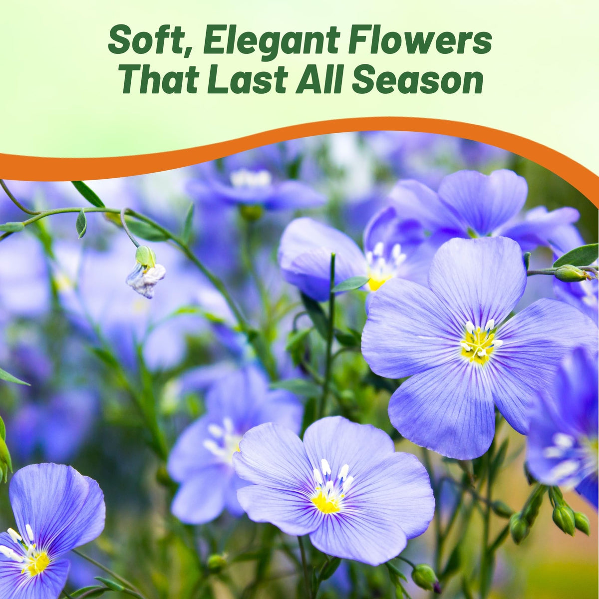 Outsidepride Blue Flax Seeds attract bees and butterflies, enriching pollinator gardens.