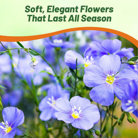 Outsidepride Blue Flax Seeds attract bees and butterflies, enriching pollinator gardens.