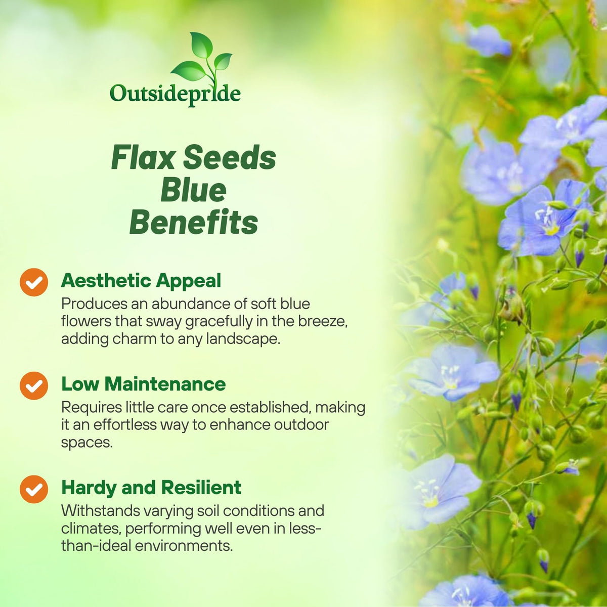 Outsidepride Blue Flax Seeds self-seed, filling borders season after season.