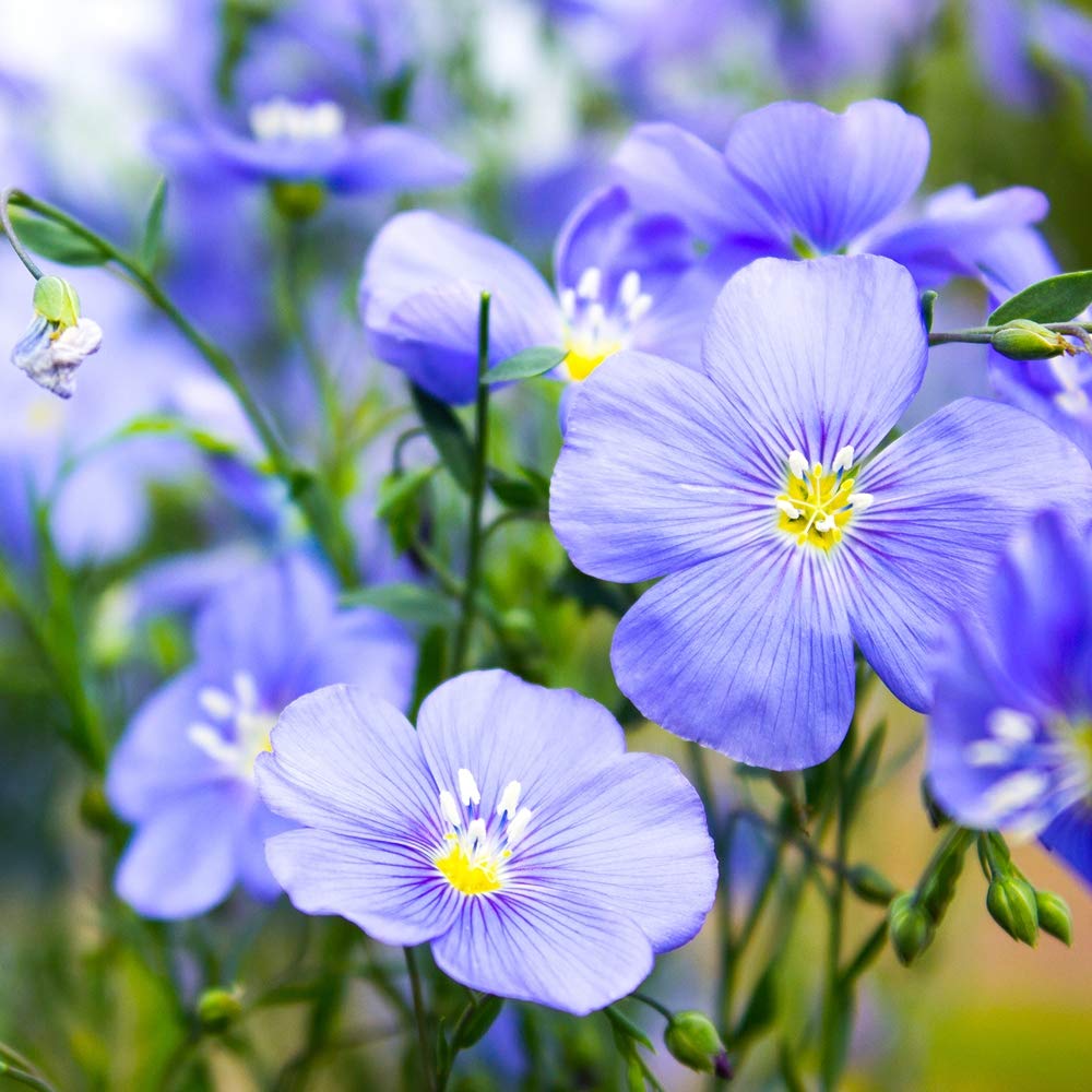 Outsidepride Blue Flax Seeds display graceful, swaying blossoms for borders.