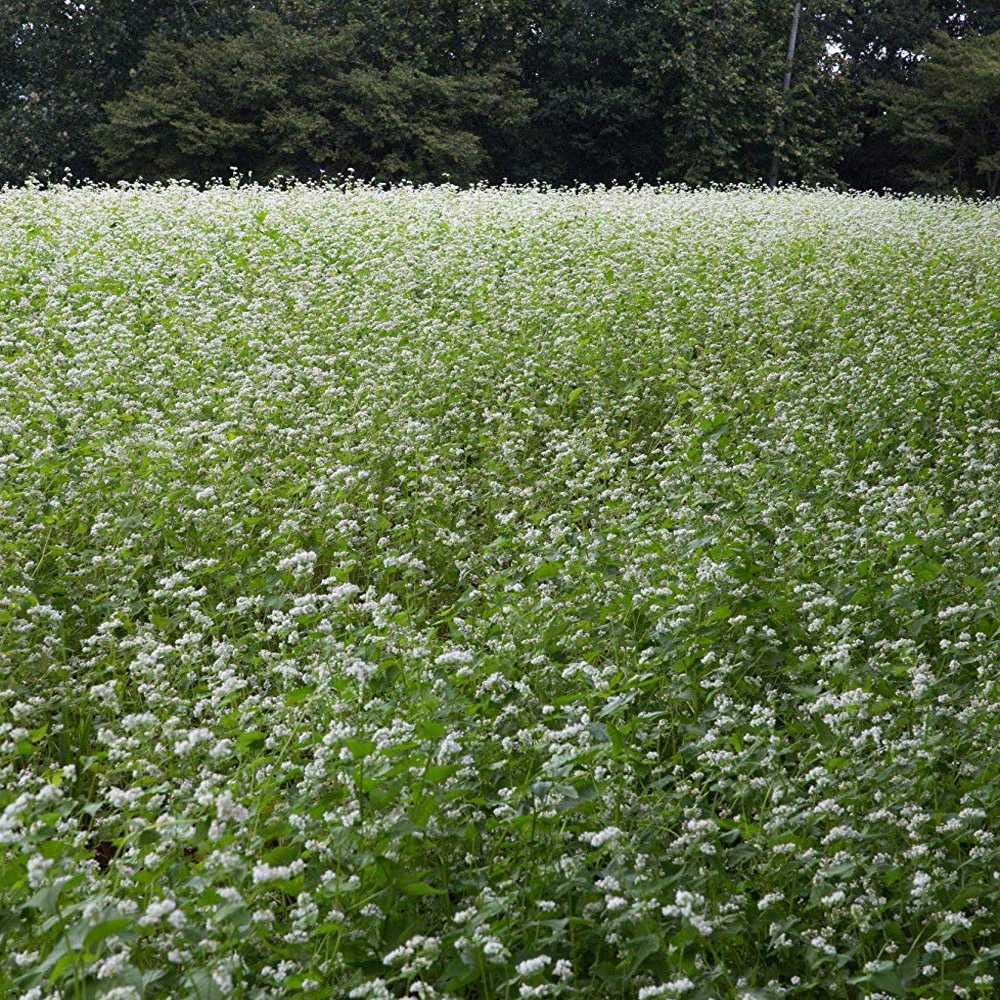 Outsidepride buckwheat seed aids rapid green manure and rotations