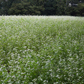 Outsidepride buckwheat seed aids rapid green manure and rotations