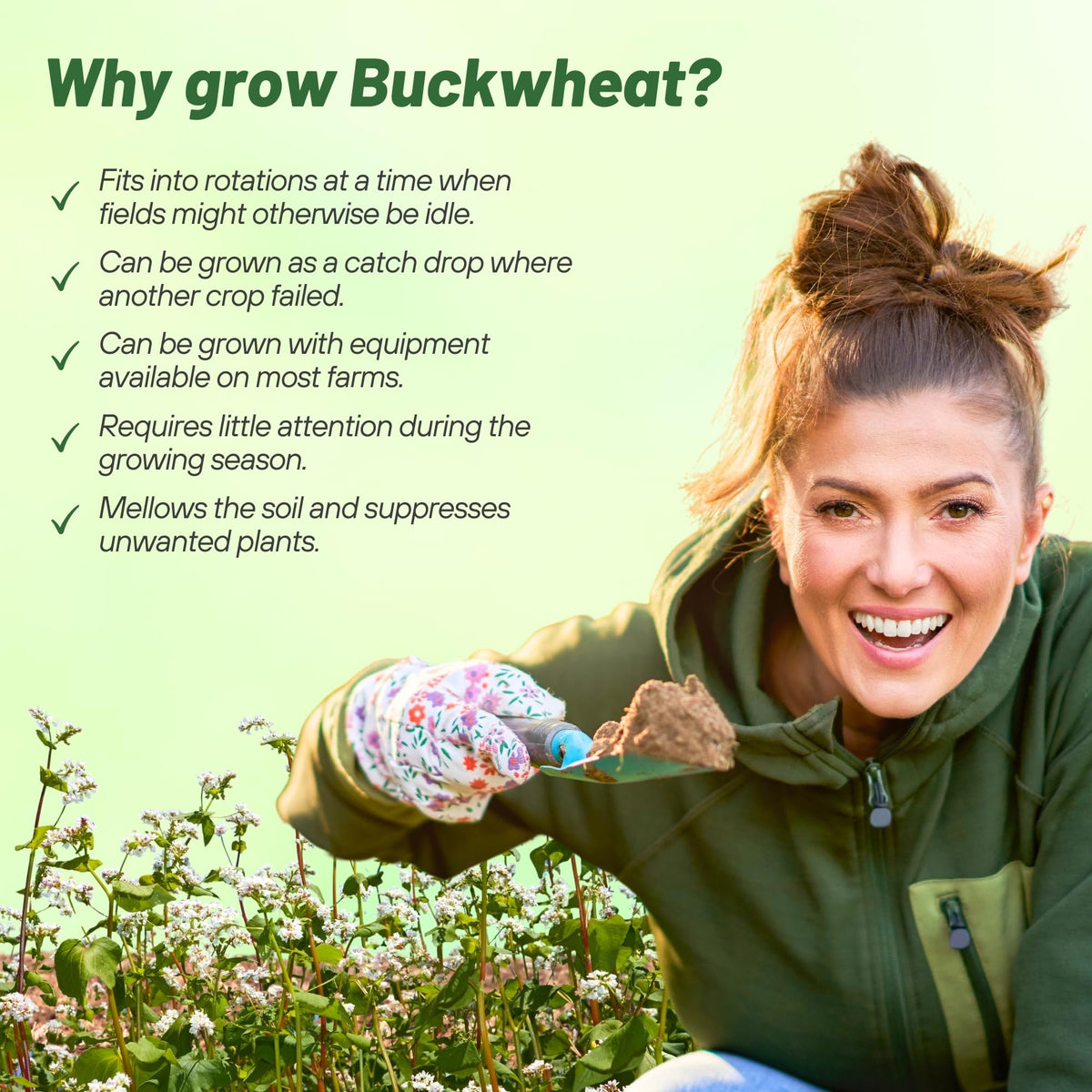 Outsidepride buckwheat flowers attract bees and pollinators
