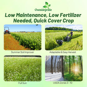 Outsidepride buckwheat seed sowing shows rapid germination for cover crops