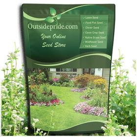 Outsidepride Buckwheat seeds bag close-up highlighting soil-friendly cover crop