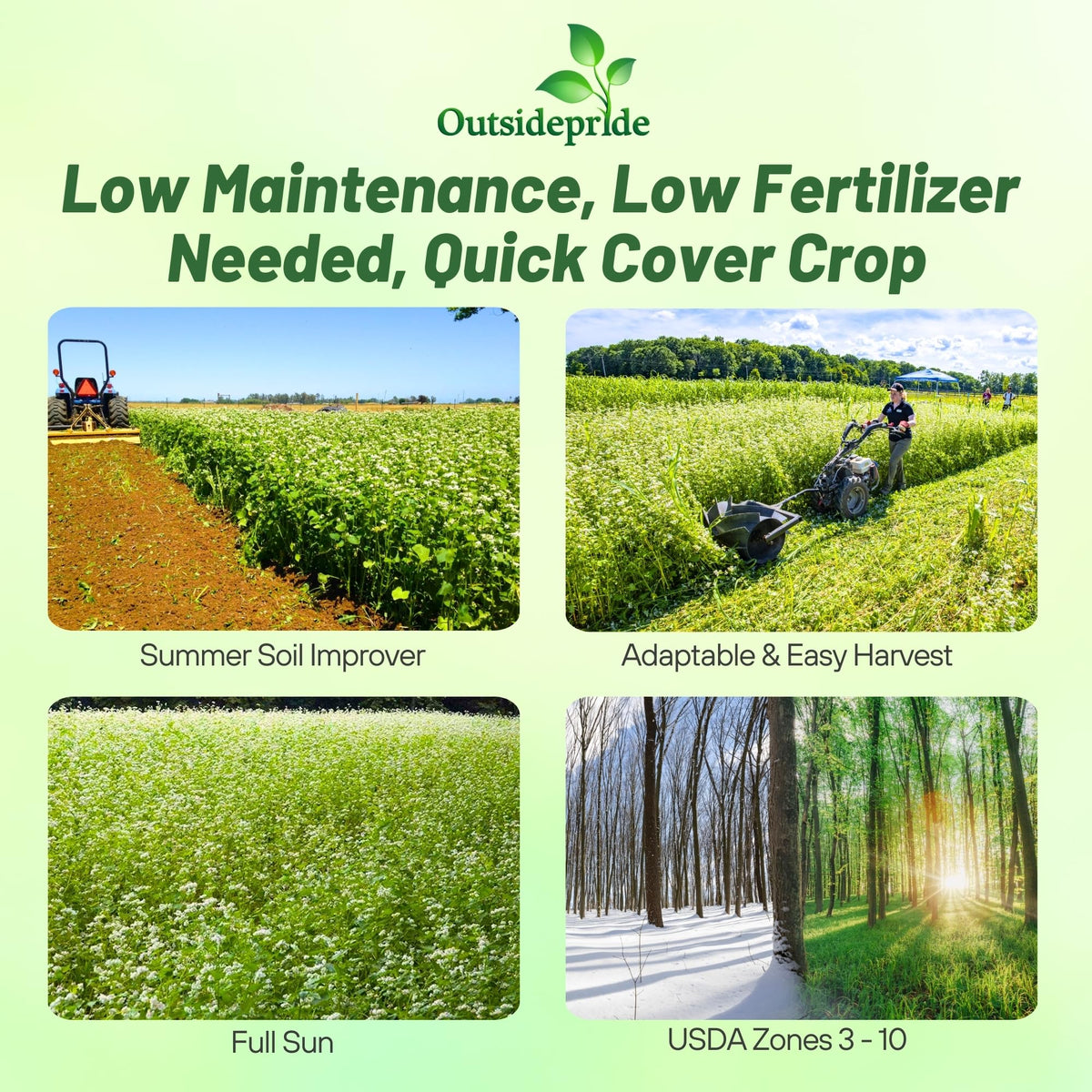 Outsidepride Buckwheat Seeds cover crop field: rapid growth for erosion control.