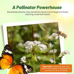 Outsidepride Buckwheat Seeds soil improvement: helps soil structure and fertility.
