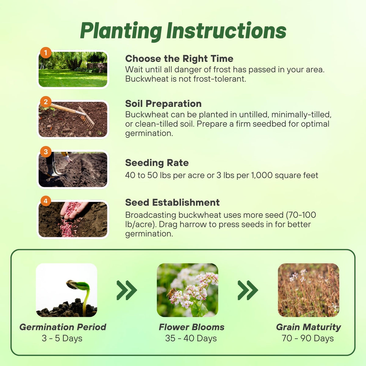 Outsidepride buckwheat promotes soil health and erosion control