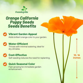 Outsidepride California poppy seeds in soil ready to germinate and brighten spring meadows.
