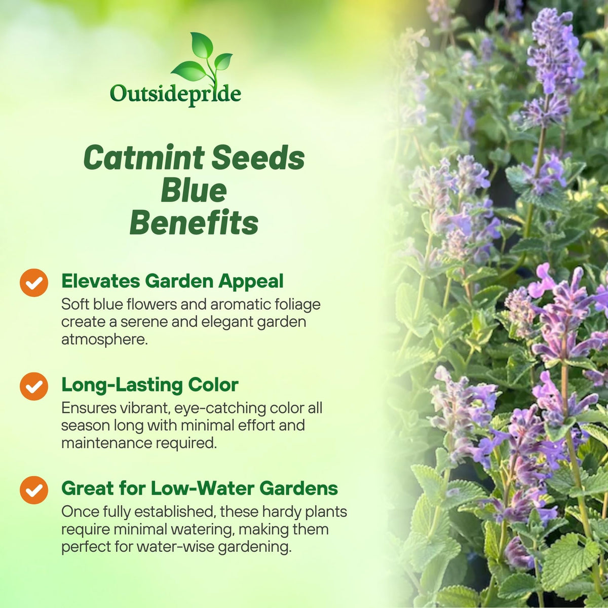 Outsidepride Catmint stays compact at 12 inches, ideal for borders or containers.