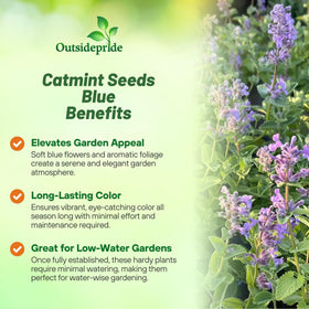Outsidepride Catmint stays compact at 12 inches, ideal for borders or containers.