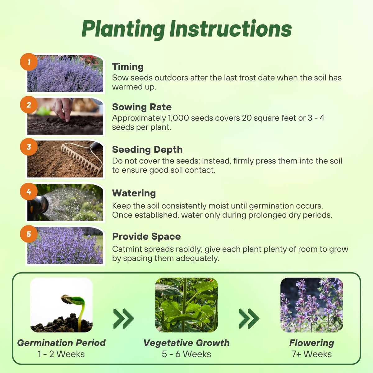 Outsidepride Catmint thrives in containers for easy balcony gardening.