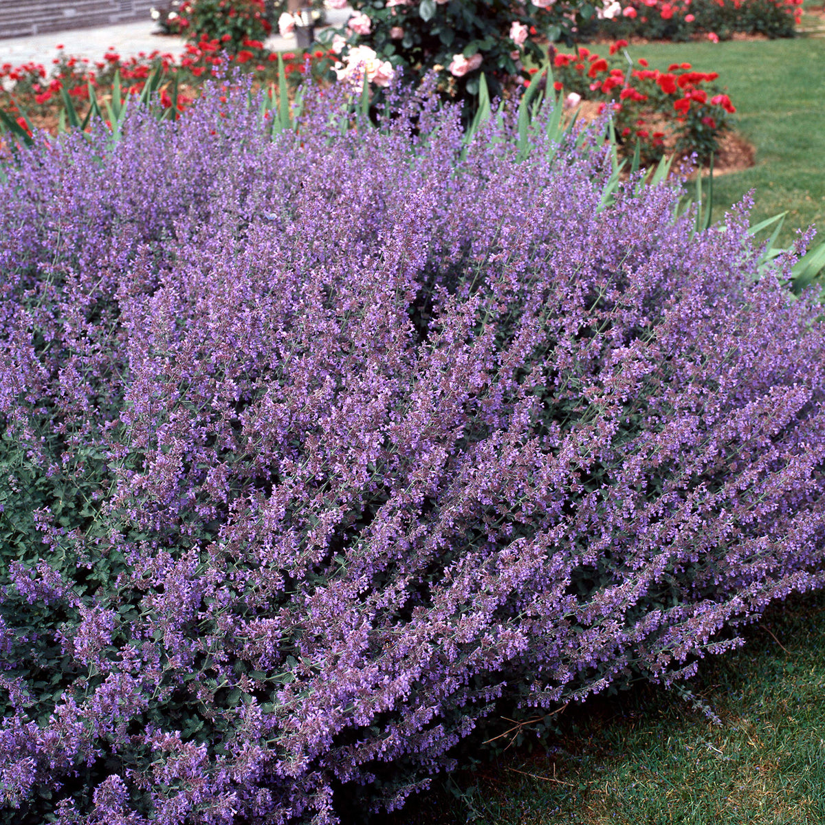 Outsidepride Catmint blue blooms attract butterflies and bees throughout summer.
