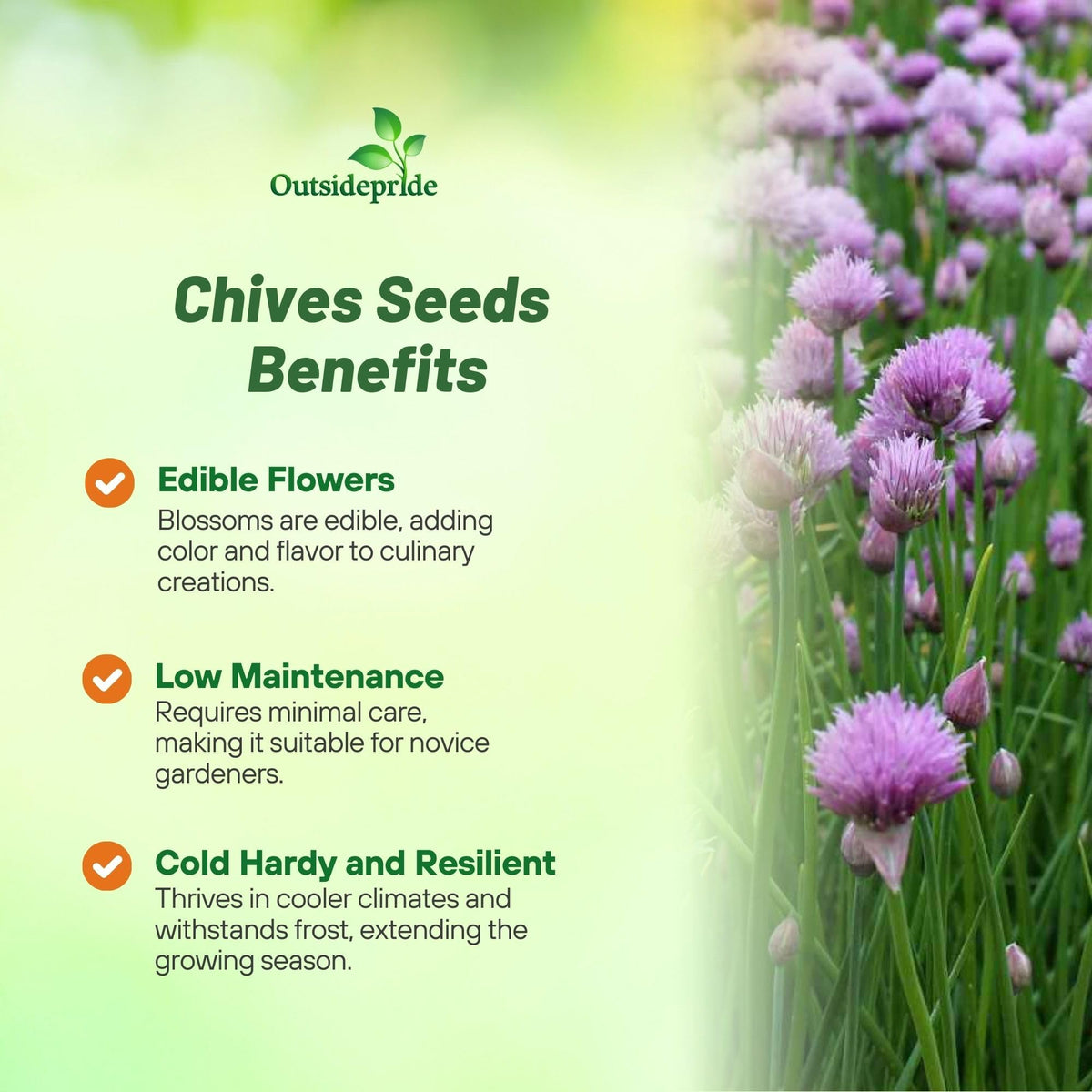 Outsidepride chives flowers image showing edible blossoms attracting pollinators