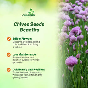 Outsidepride chives flowers image showing edible blossoms attracting pollinators