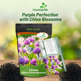 Outsidepride chives leaf harvest ready at six inches for fresh use