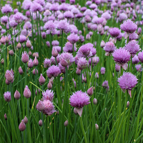 Outsidepride chives seeds package showing easy perennial flavor for cooking