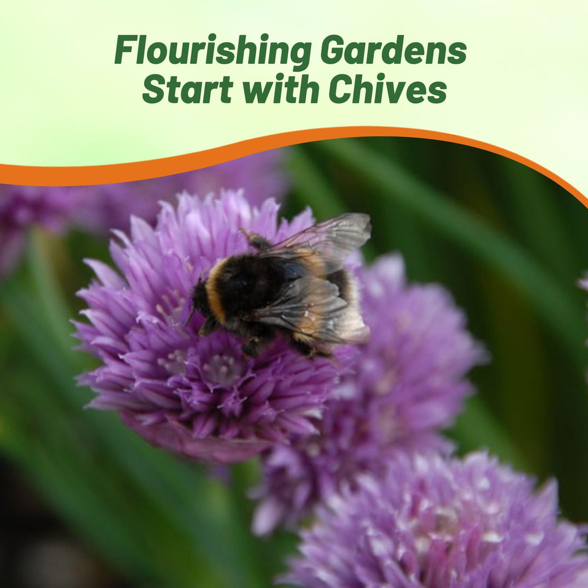 Outsidepride chives sun and soil needs: full sun to partial shade