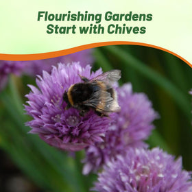 Outsidepride chives sun and soil needs: full sun to partial shade