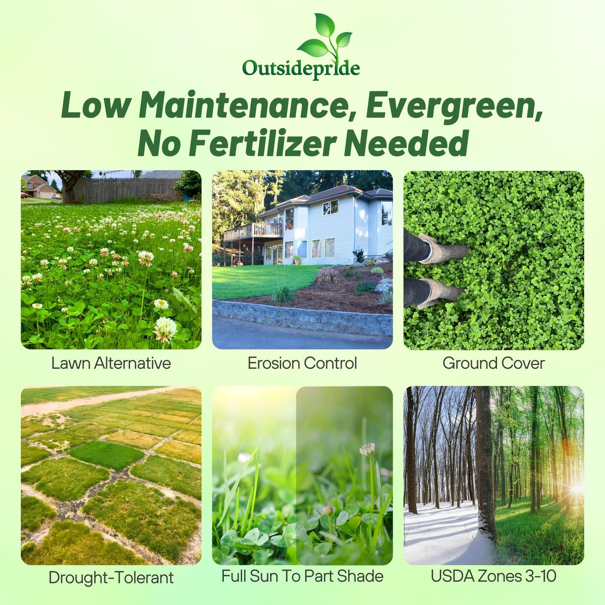Outsidepride clover seed as ground cover supporting healthy germination.