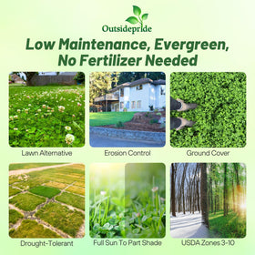 Outsidepride clover seed as ground cover supporting healthy germination.
