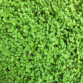 Outsidepride Corsican mint demonstrates strong ground-cover performance during hot, dry seasons.
