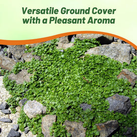 Outsidepride Corsican mint seeds demonstrate self-seeding growth for easy garden filling.
