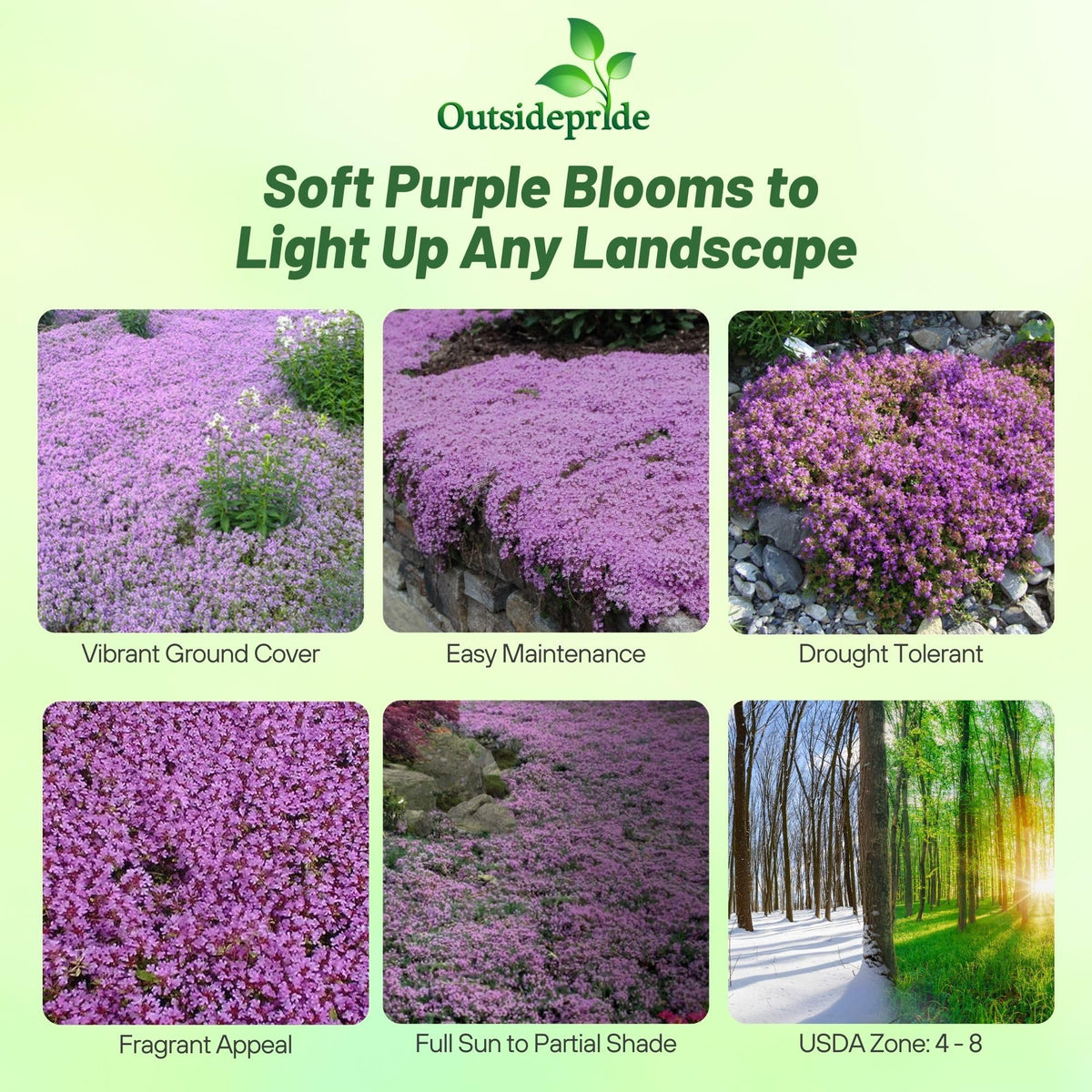 Outsidepride Creeping Thyme edging along a garden path.