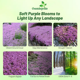 Outsidepride Creeping Thyme edging along a garden path.
