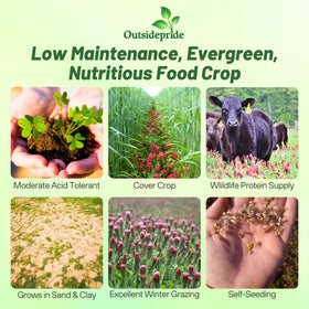 Outsidepride crimson clover flowers close-up, vibrant blooms for wildlife forage.