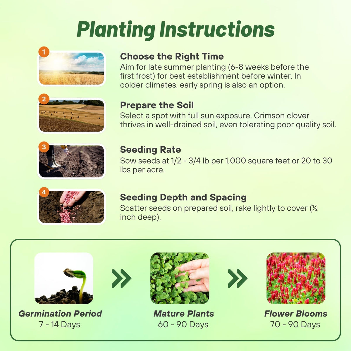 Outsidepride crimson clover in field for pasture and hay.