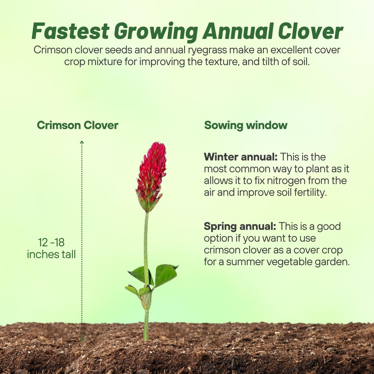 Outsidepride crimson clover seed bed in garden, sustainable ground cover.