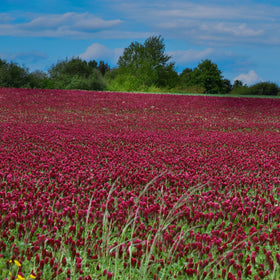 Outsidepride Crimson Clover germination closeup showing seed vitality.