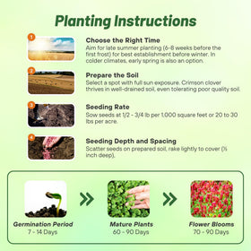 Outsidepride Inoculated Crimson Clover seeds promote robust root development.