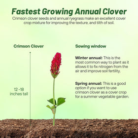 Outsidepride Crimson Clover seeds for lawn use and soil improvement in mixed turf.