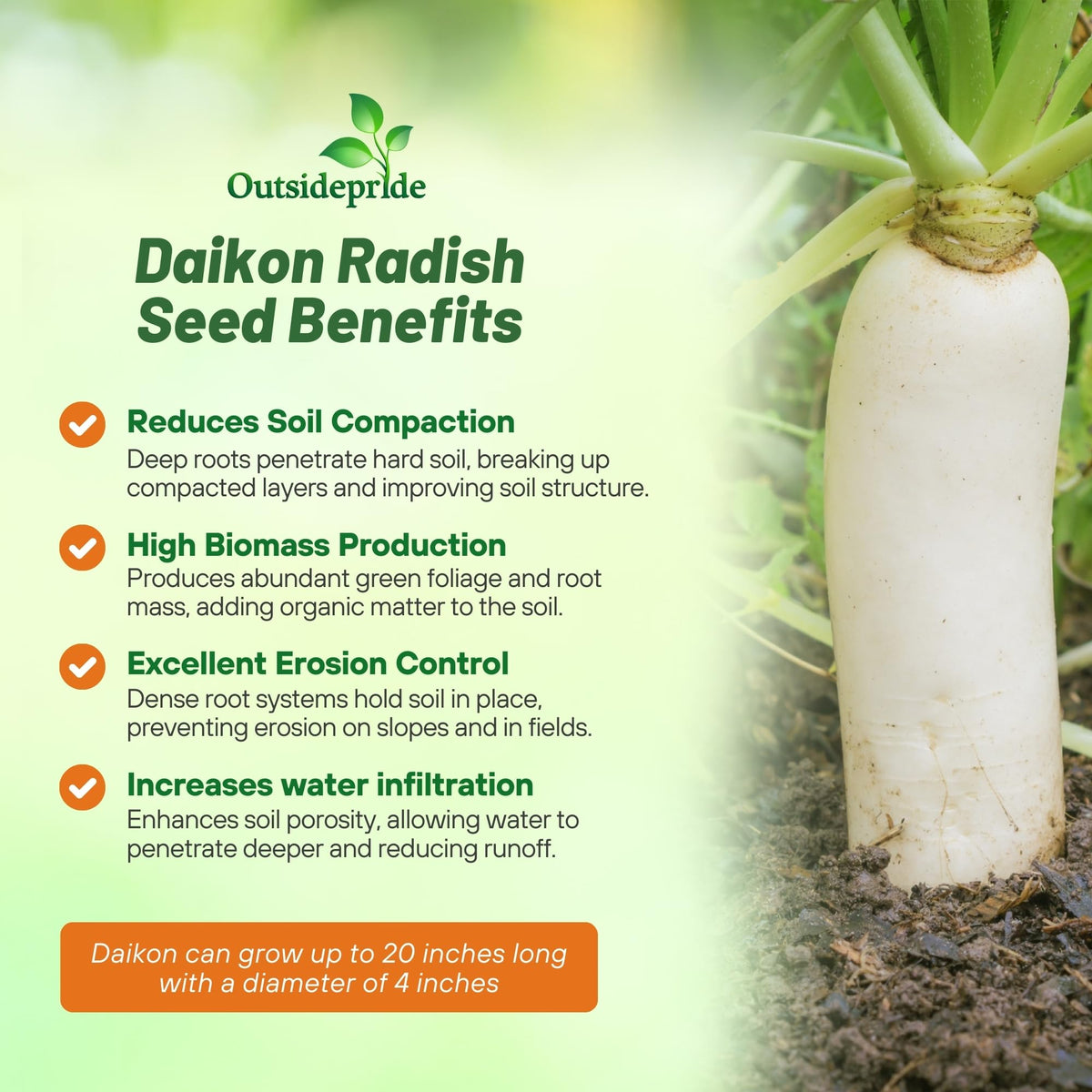 Outsidepride Daikon radish cover crop field illustrating erosion protection benefits.