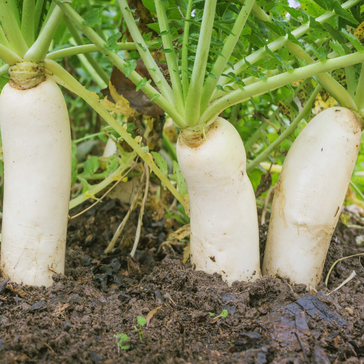 Outsidepride Daikon radish seeds can be eaten fresh or cooked.