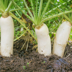 Outsidepride Daikon radish seeds can be eaten fresh or cooked.