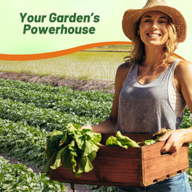 Outsidepride Daikon radish seeds provide easy planting guidance for beginners.