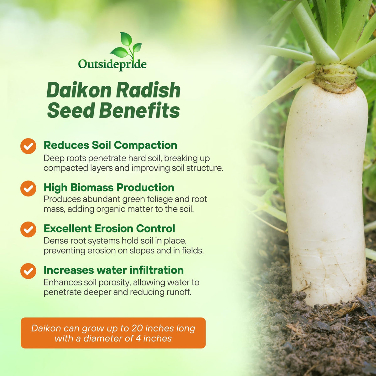 Outsidepride Daikon radish seeds used as winter cover crop to reduce erosion.