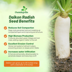 Outsidepride Daikon radish seeds used as winter cover crop to reduce erosion.