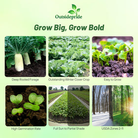 Outsidepride Daikon radish seeds show a robust taproot for deeper soil penetration and aeration.