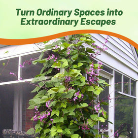 Outsidepride deep purple blooms on red-leaf varieties add dramatic color.