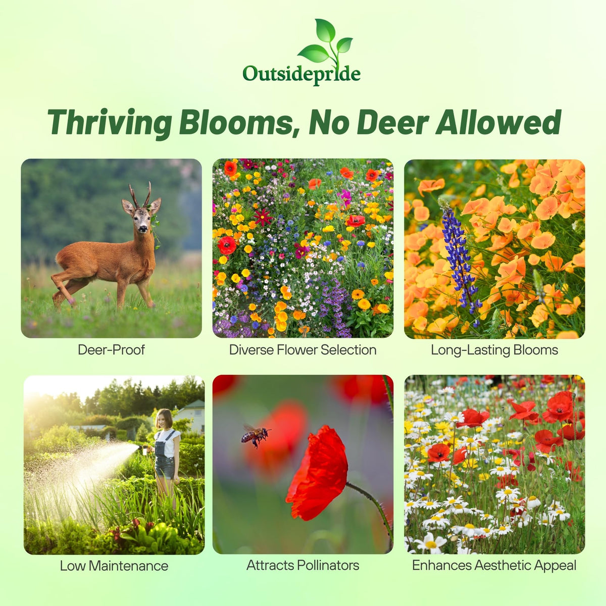 Outsidepride deer-proof wildflower seed mix flower closeup showing nectar-rich blooms.